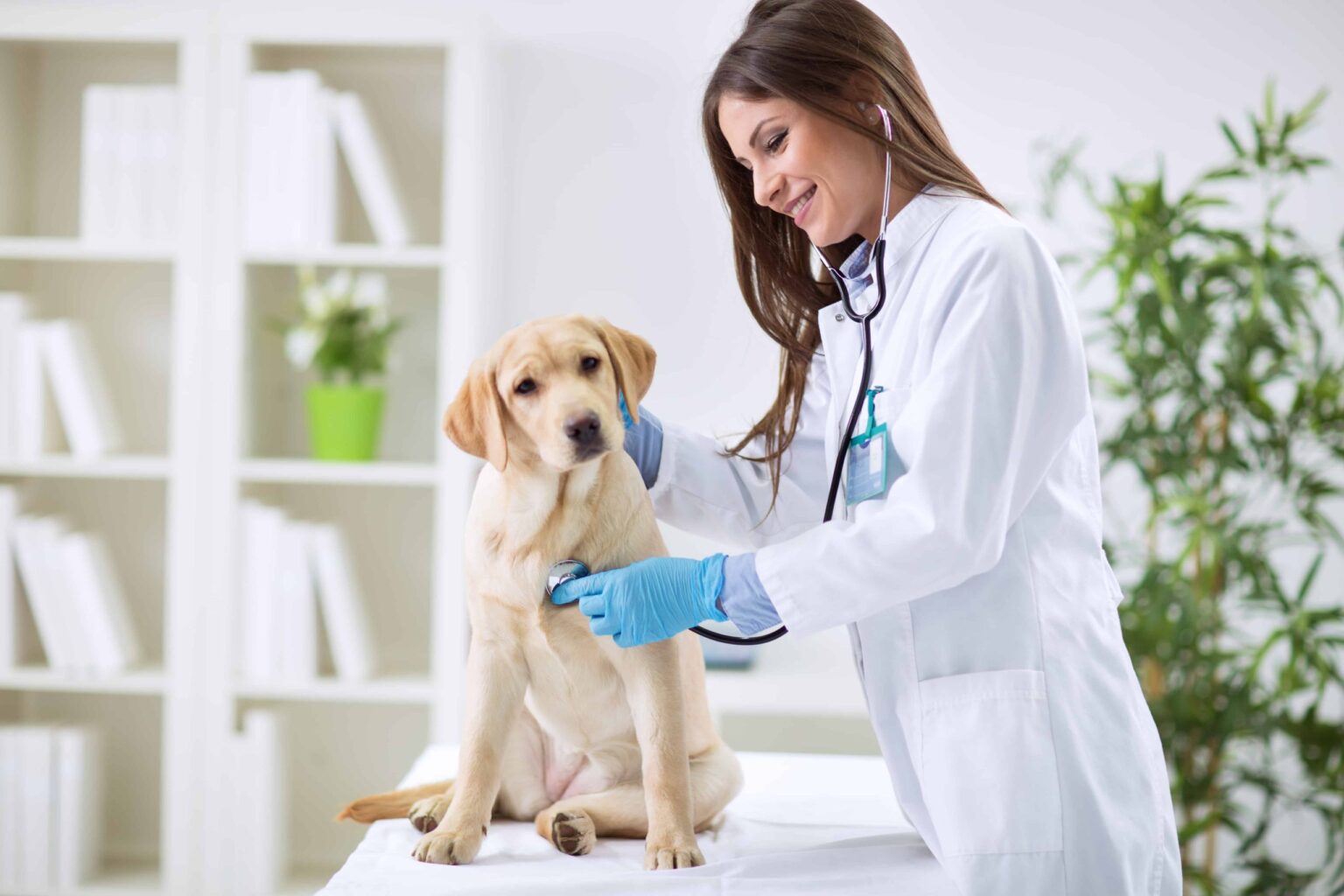 Discover Your Perfect Canine Companion with Dogsy: Your Ultimate Portal for Puppies, Breeders, and Veterinary Care in Ireland