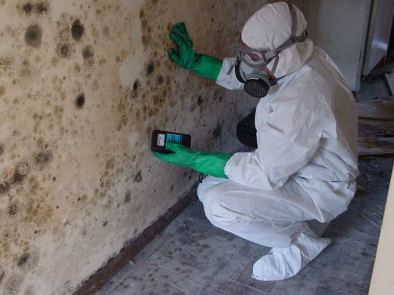 The Dangers of Mould and the Importance of Professional Cleaning