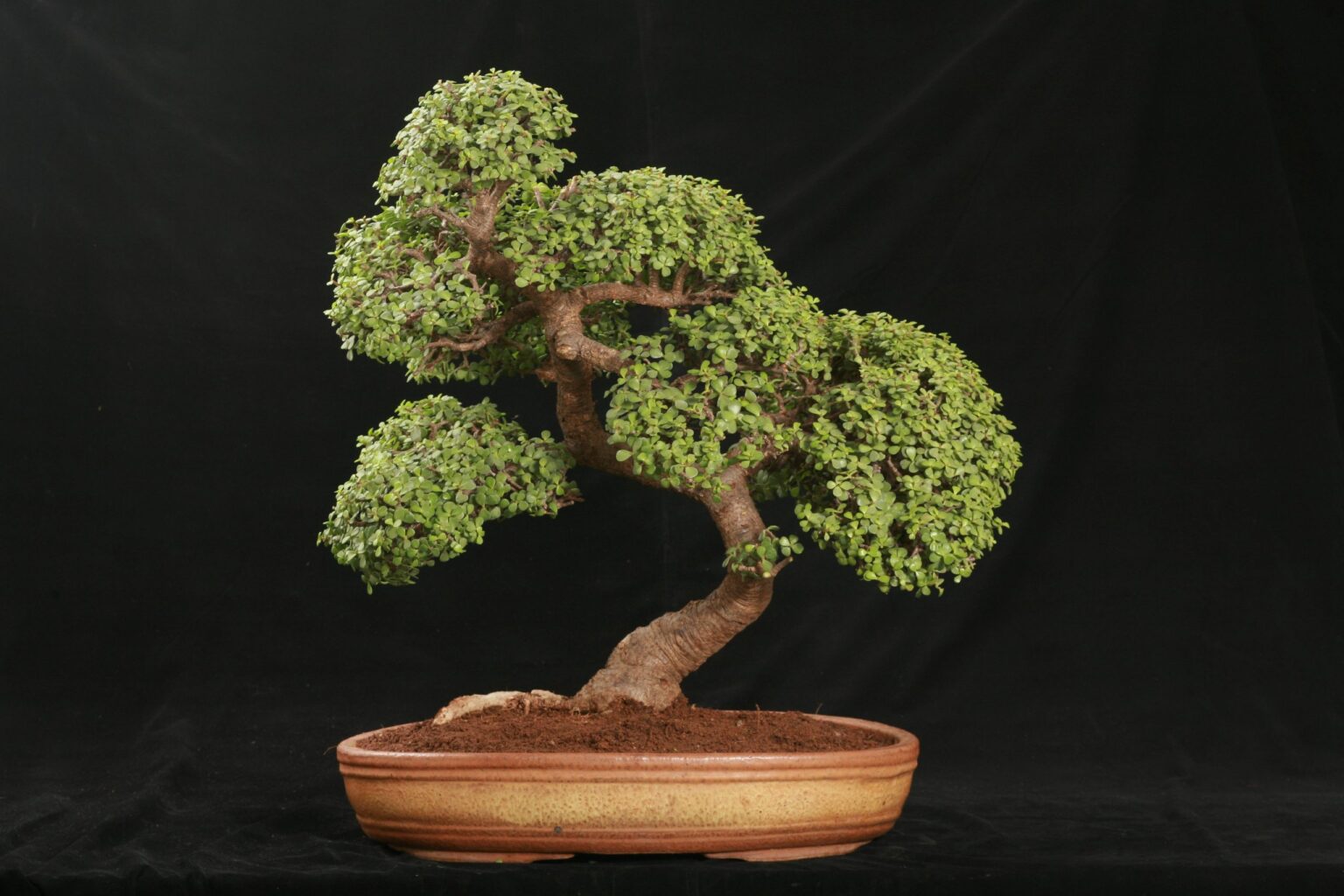 The Beauty and Benefits of the Artificial Bonsai Tree