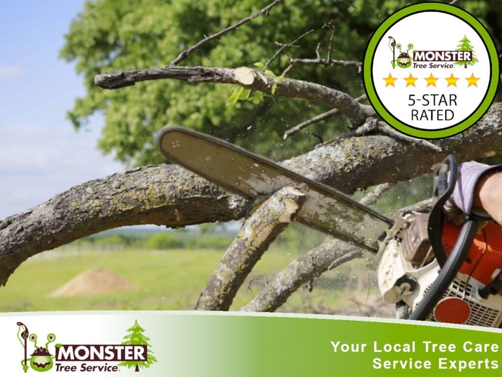 Tree Removal: A Step-by-Step Guide