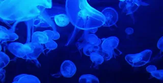 How California Conducts Aquatic Bioassay Testing