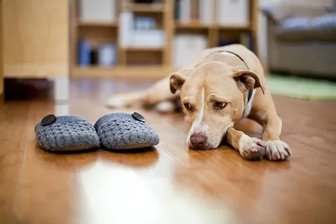 Medical and Anxiety Wrap for Dogs: The Science Behind Comforting Your Anxious Pet