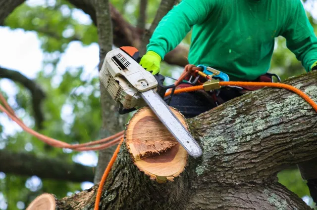 Tackling Tree Troubles: Effective Solutions with Tree Removal in Albany, NY