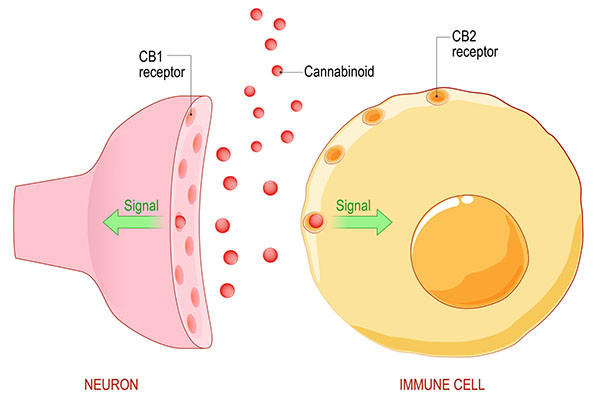 The Body’s Hidden Regulator: Understanding the Endocannabinoid System and Cannabis Interaction